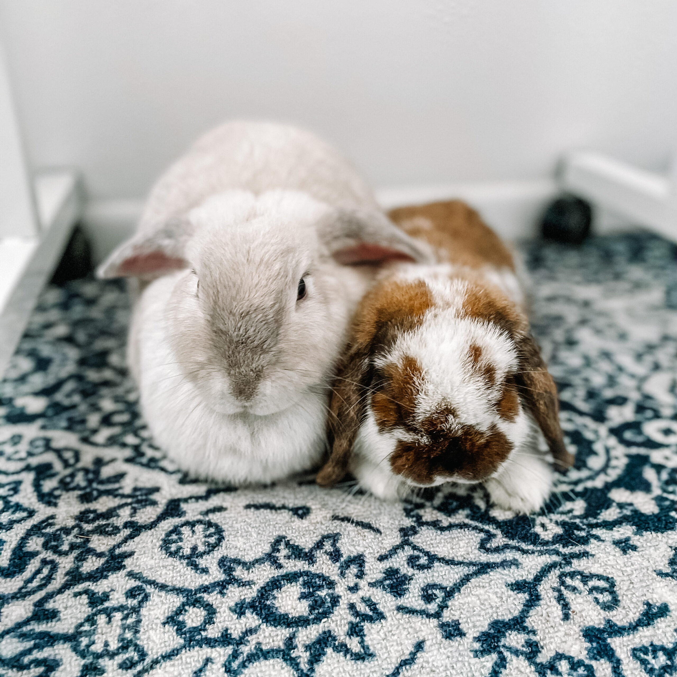 thyroid dietitian's bunnies